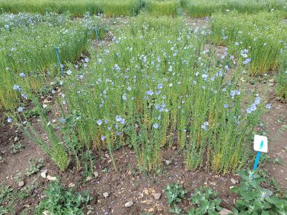 Click for 1 image(s) for this accession.